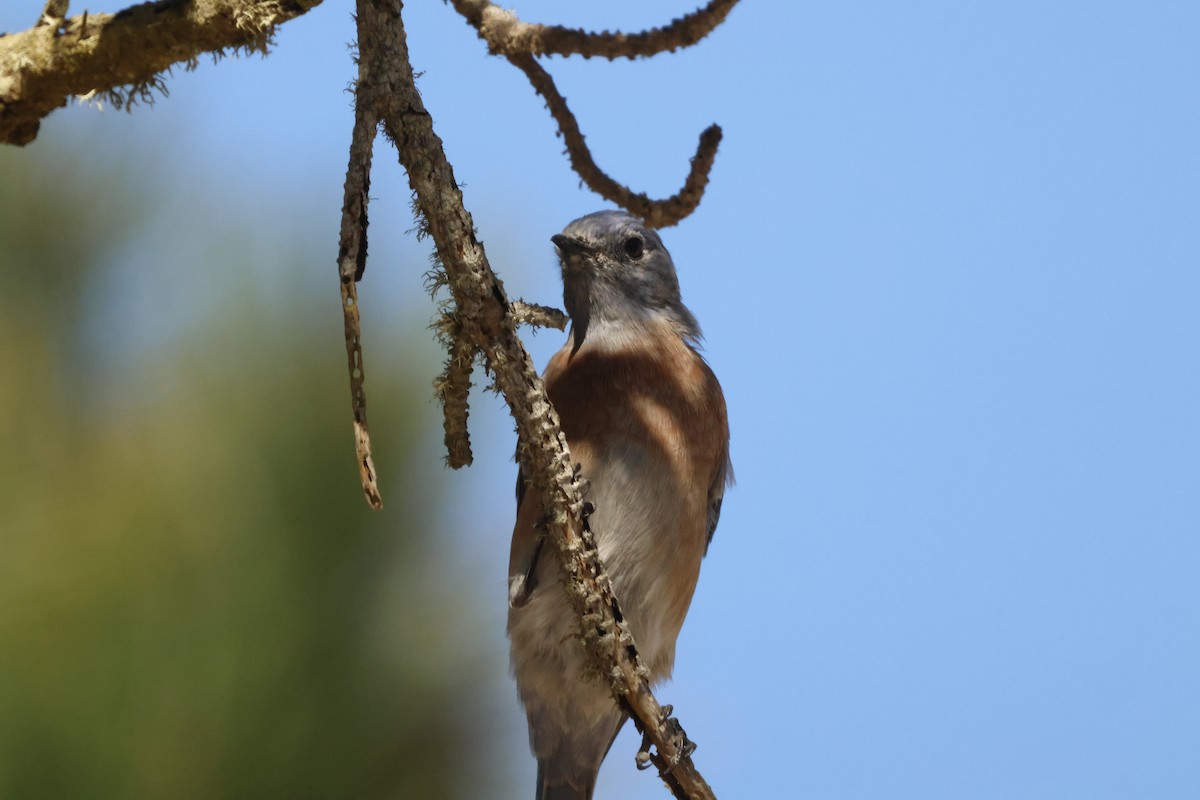 Western Bluebird - ML628061928