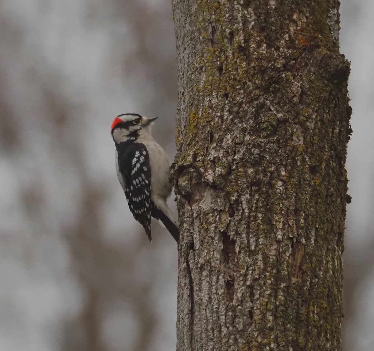 Downy Woodpecker - ML628061936