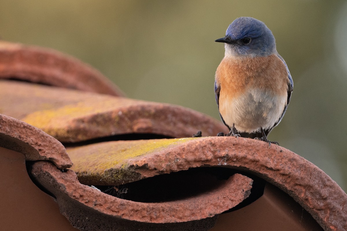 Western Bluebird - ML628061944