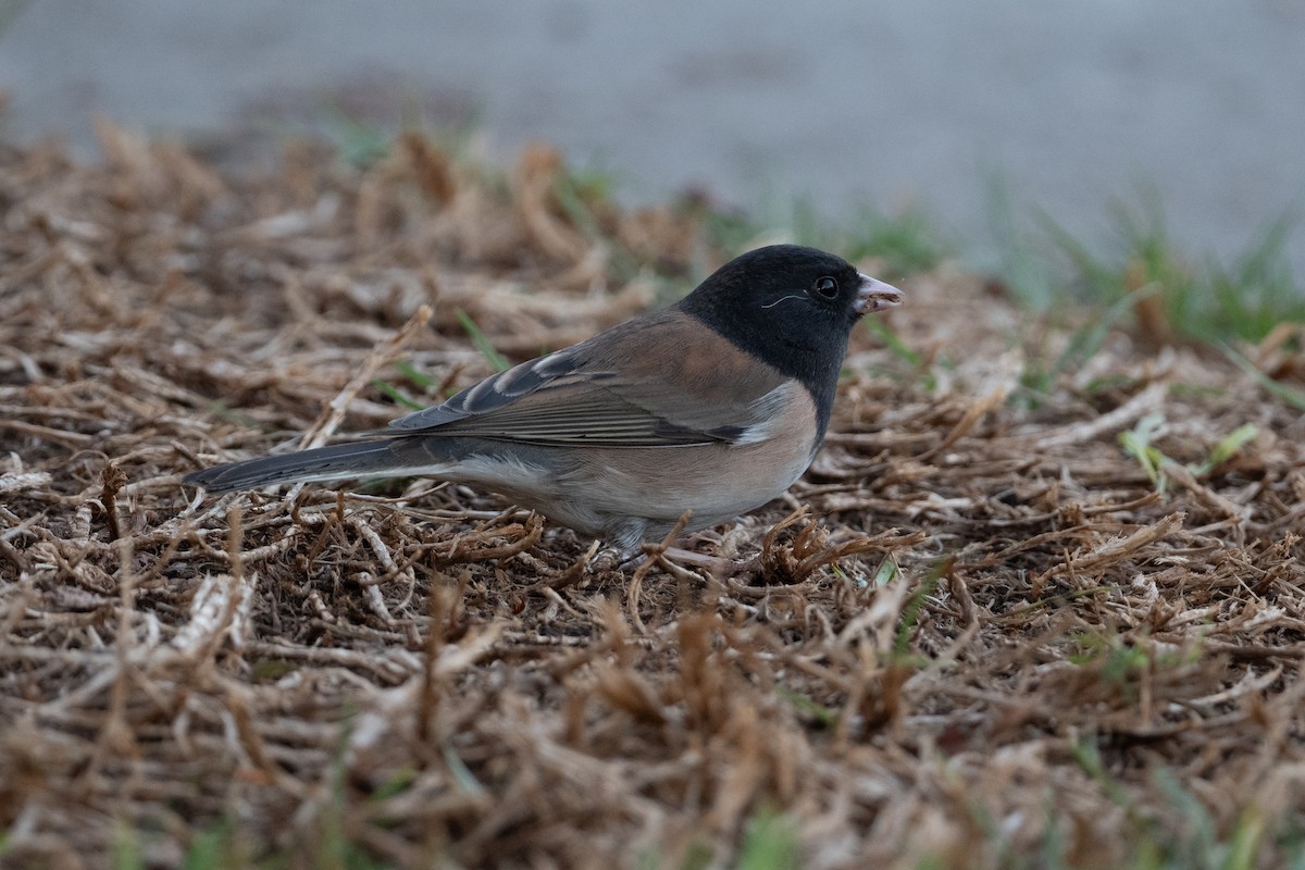 Junco ardoisé - ML628061958