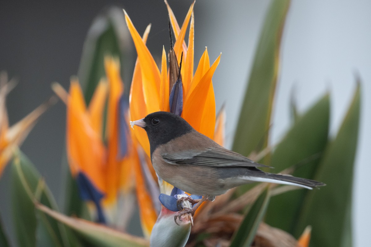 Junco ardoisé - ML628061959