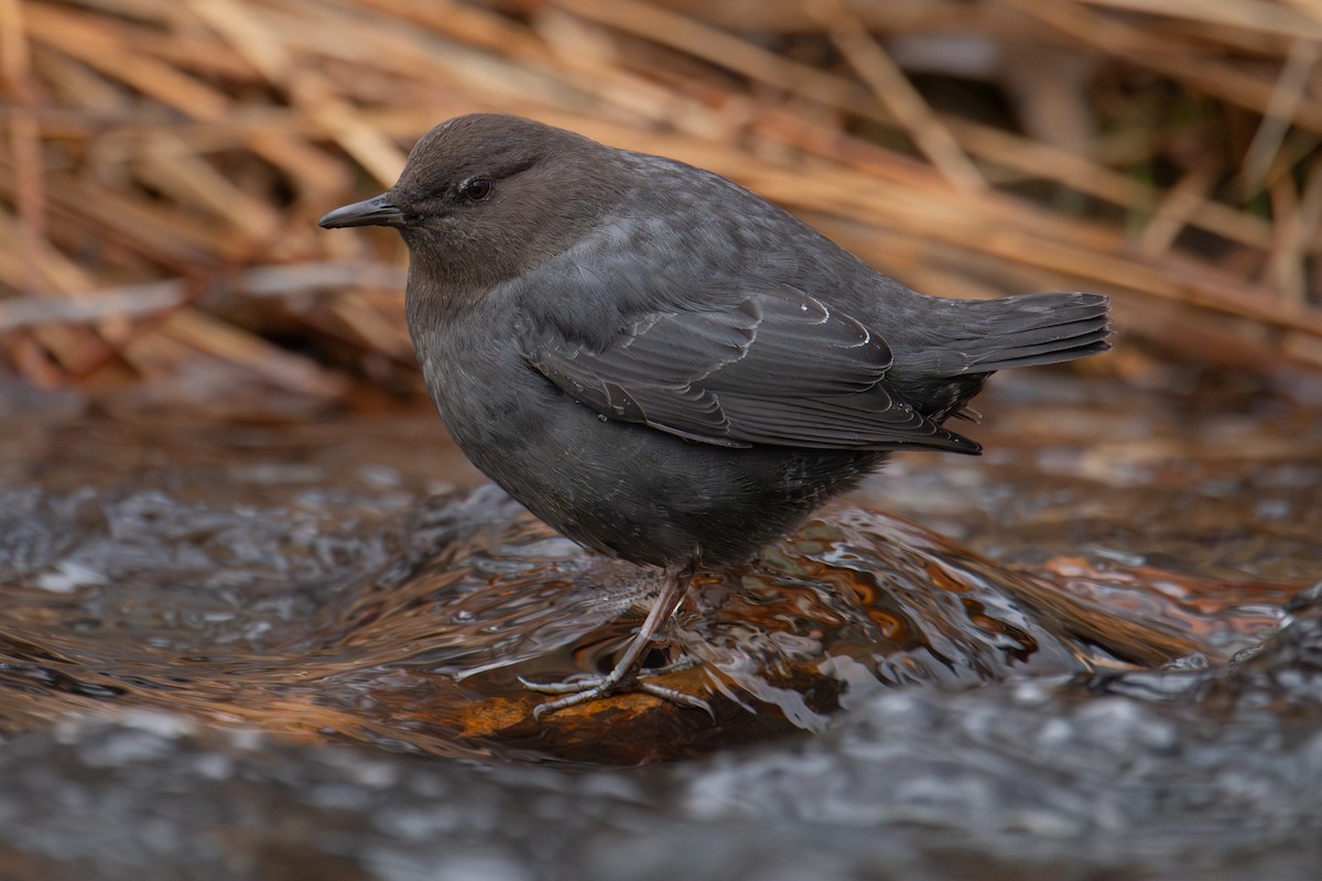 American Dipper - ML628061966