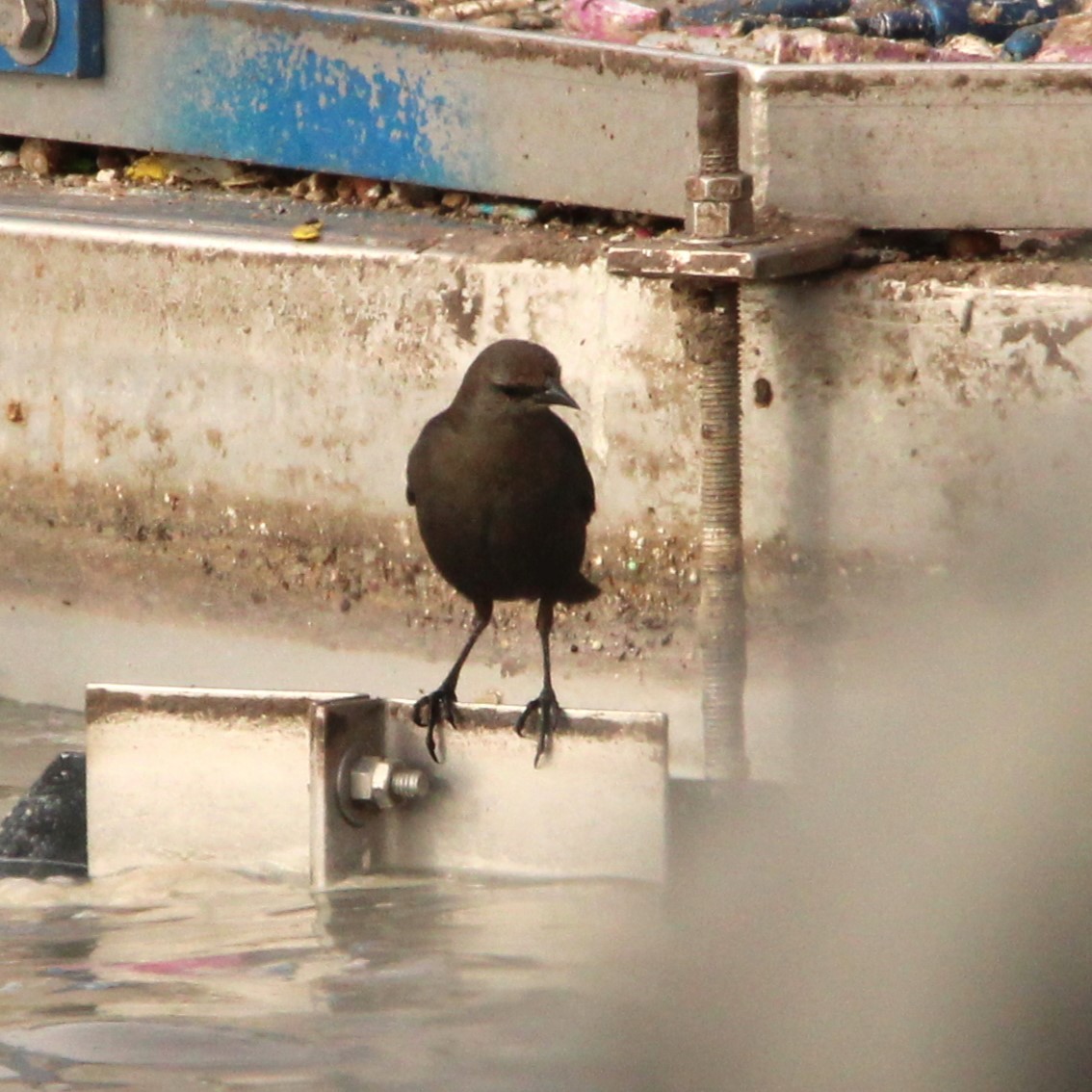 Brewer's Blackbird - ML628062021