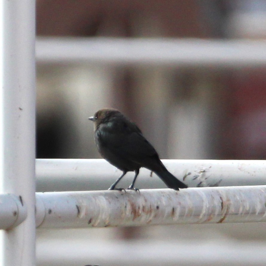 Brewer's Blackbird - ML628062034