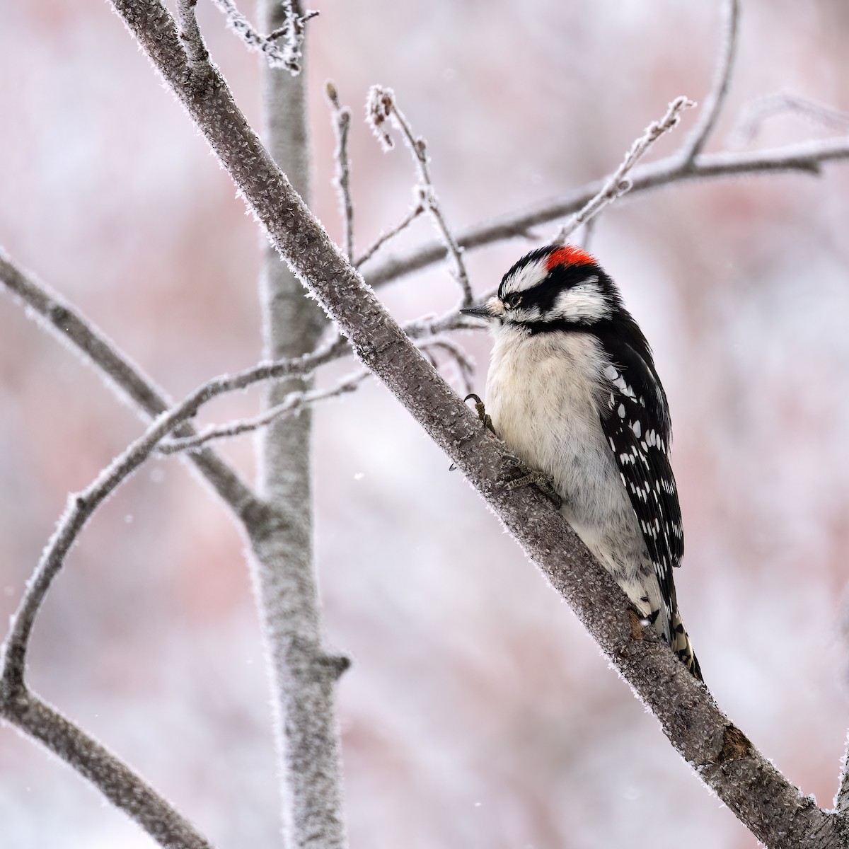 Downy Woodpecker - ML628062036