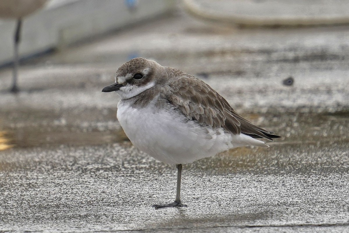 Siberian Sand-Plover - ML628062076