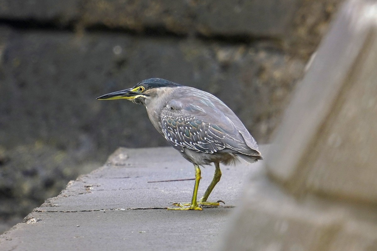 Striated Heron - ML628062099