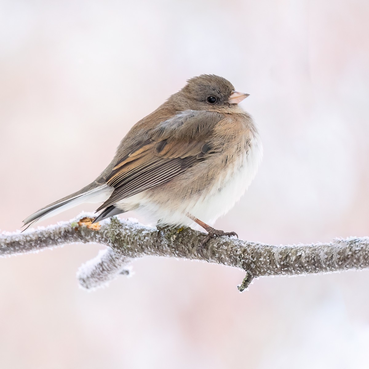 Junco ardoisé - ML628062121