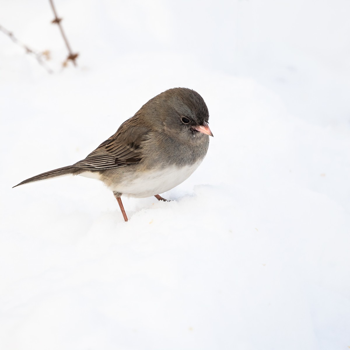 Junco ardoisé - ML628062122