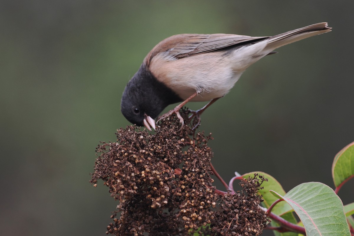 Junco ardoisé - ML628062165