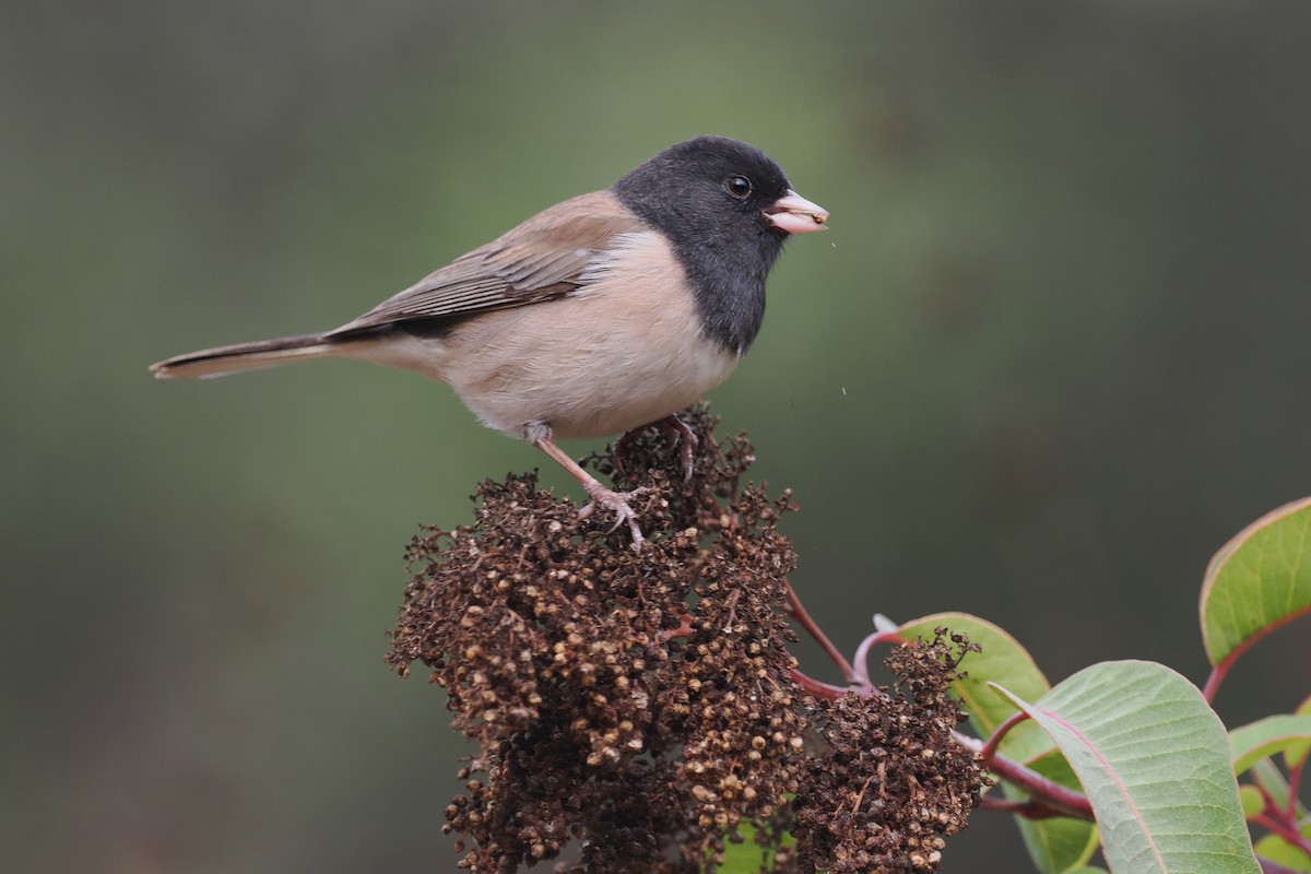 Junco ardoisé - ML628062166