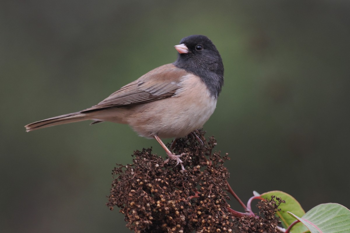 Junco ardoisé - ML628062168