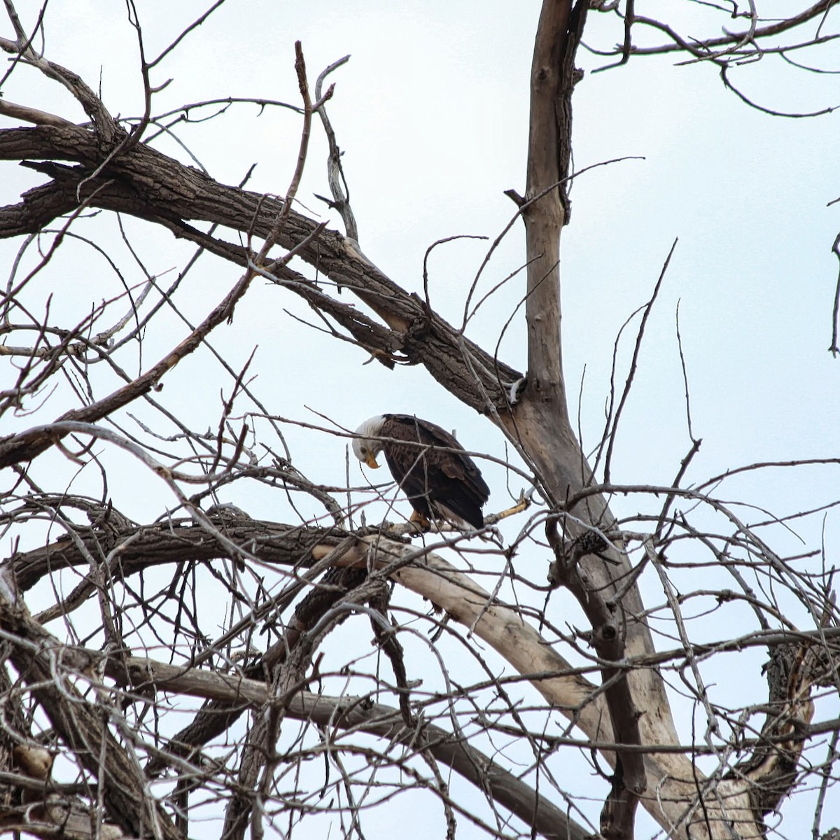 Bald Eagle - ML628062260