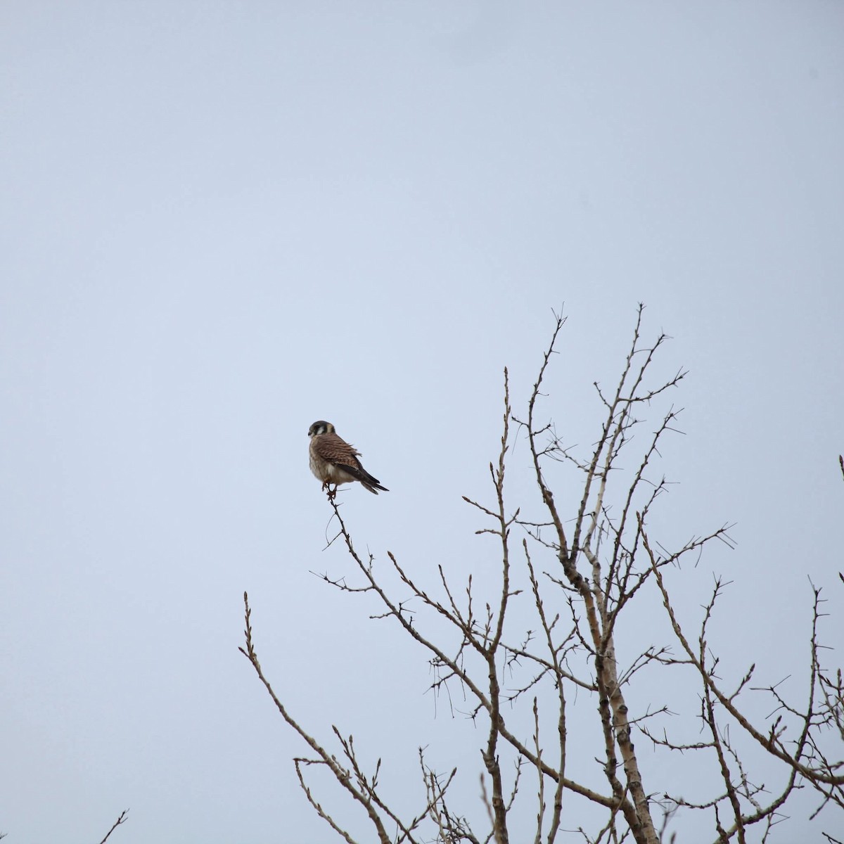 American Kestrel - ML628062264