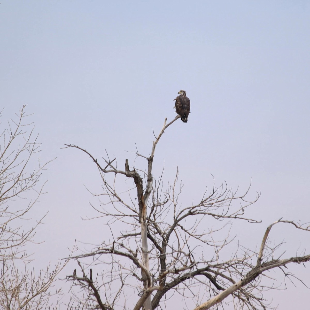 Bald Eagle - ML628062272