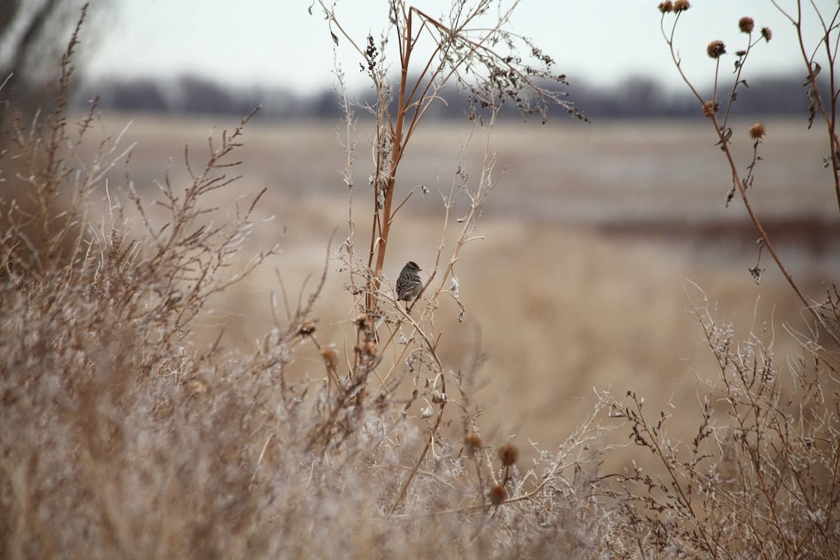 American Tree Sparrow - ML628062277