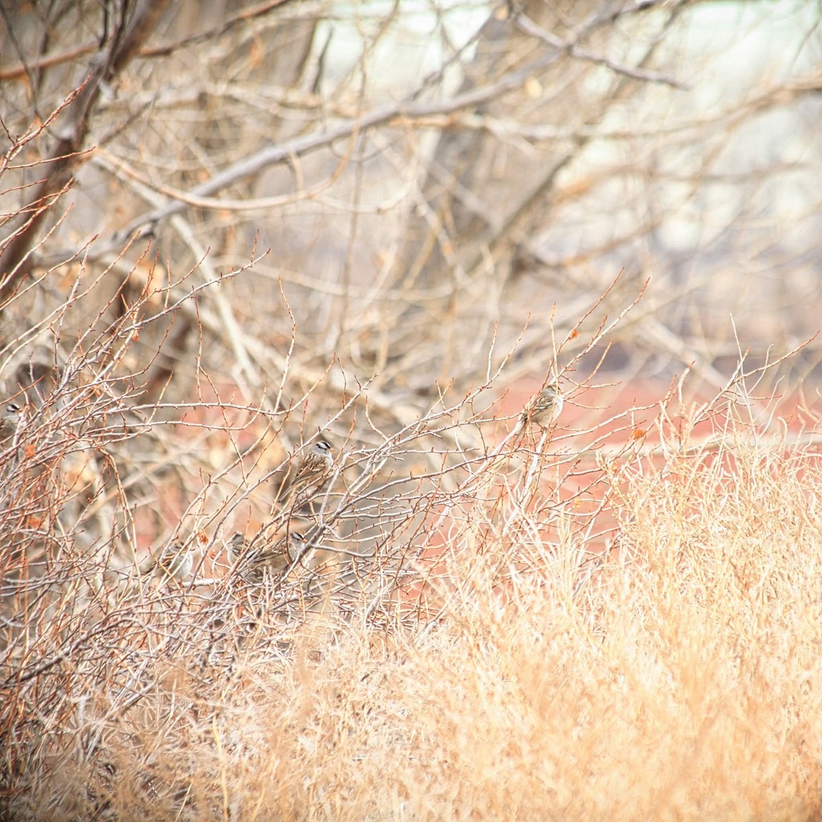 White-crowned Sparrow - ML628062281