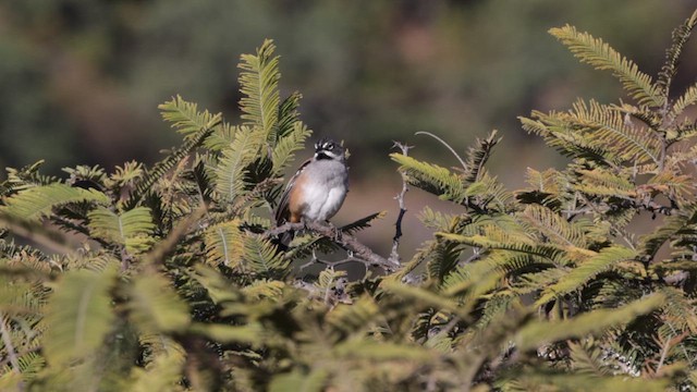 Bridled Sparrow - ML628062299
