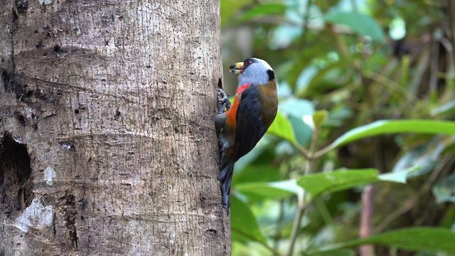 Toucan Barbet - ML628062412