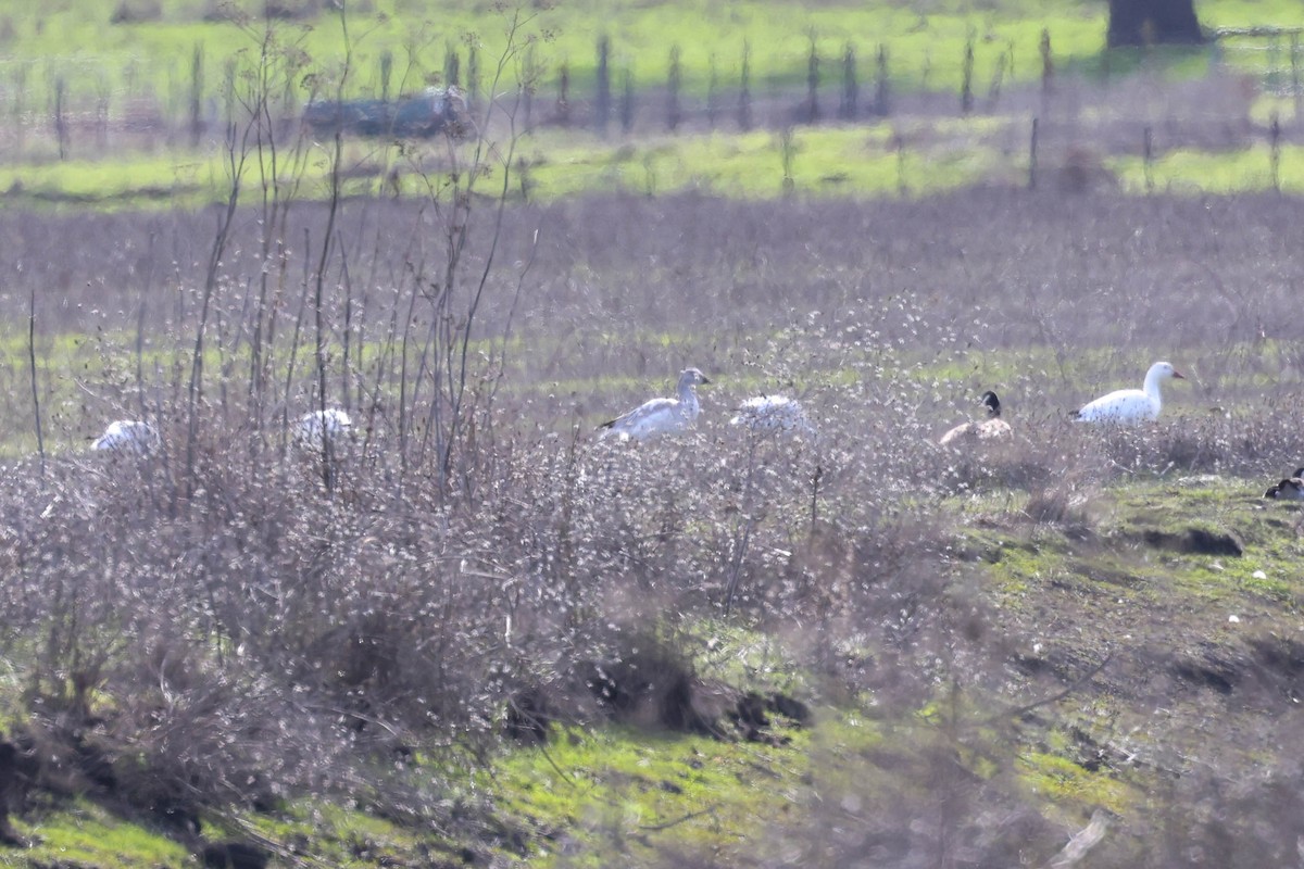 Snow Goose - ML628062488