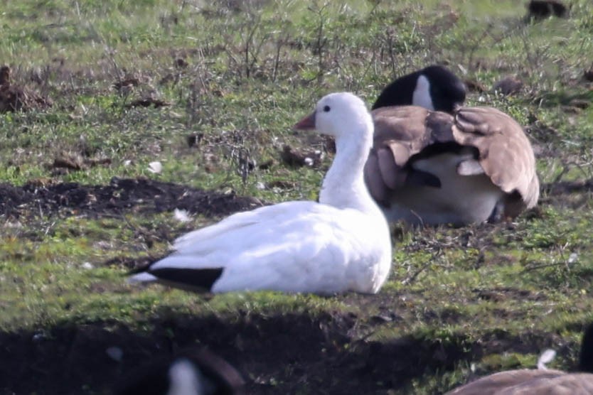 Ross's Goose - ML628062491