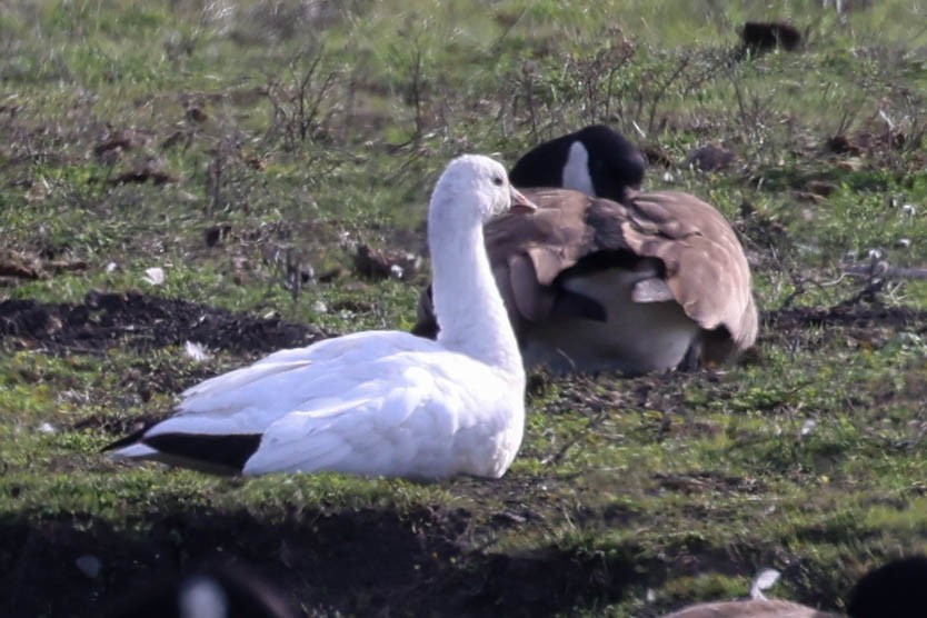 Ross's Goose - ML628062493