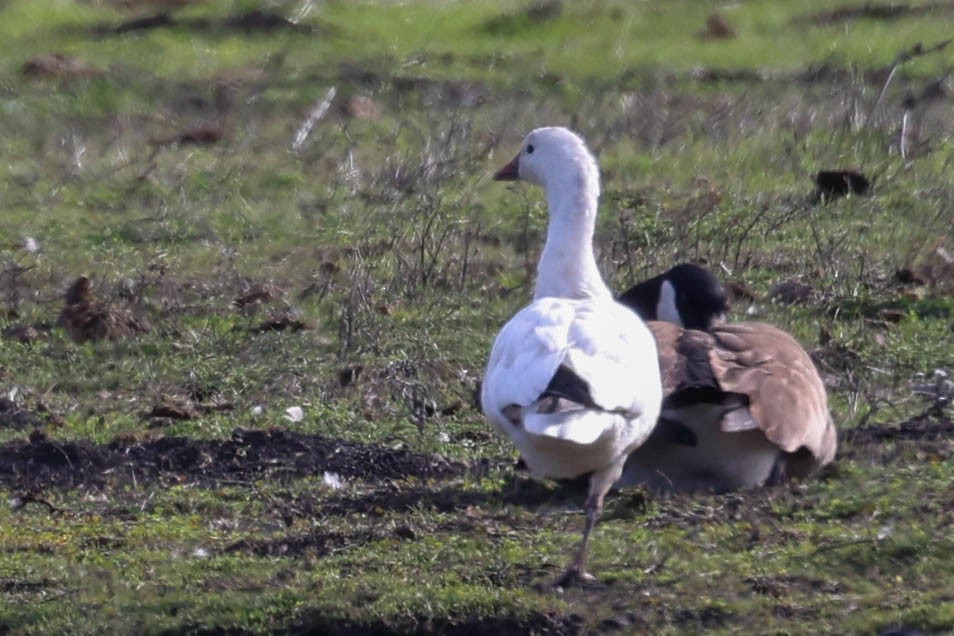 Ross's Goose - ML628062494