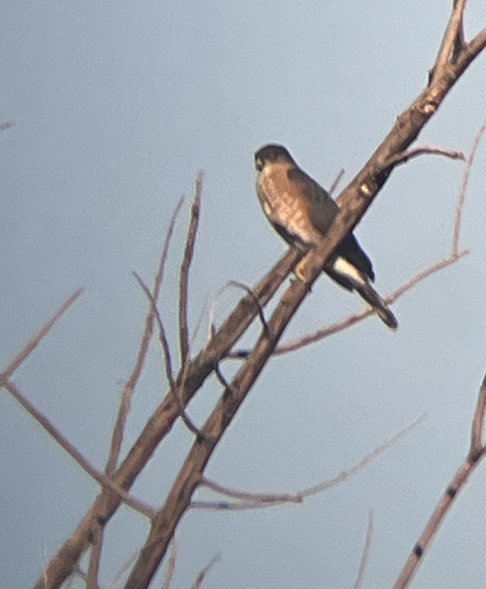 Sharp-shinned Hawk - ML628062558