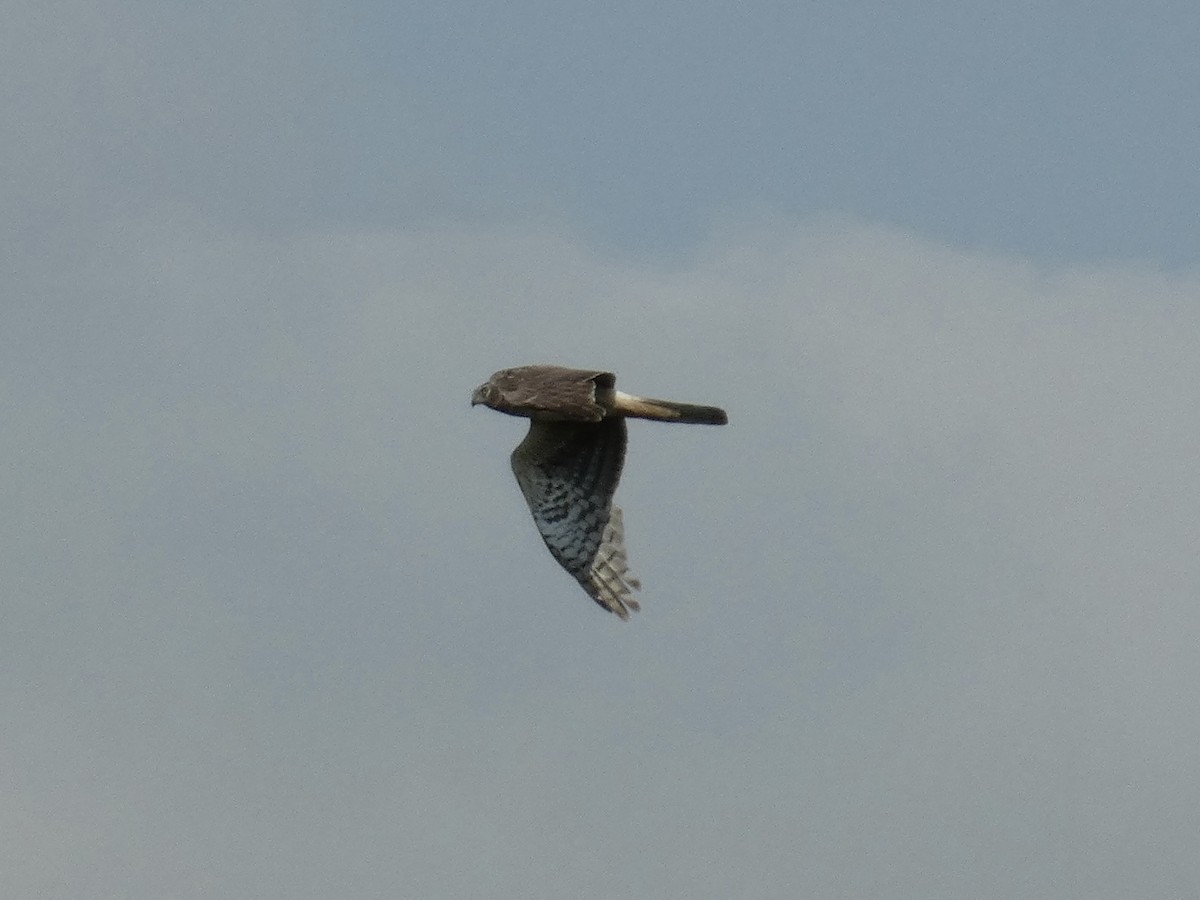 Northern Harrier - ML628062584