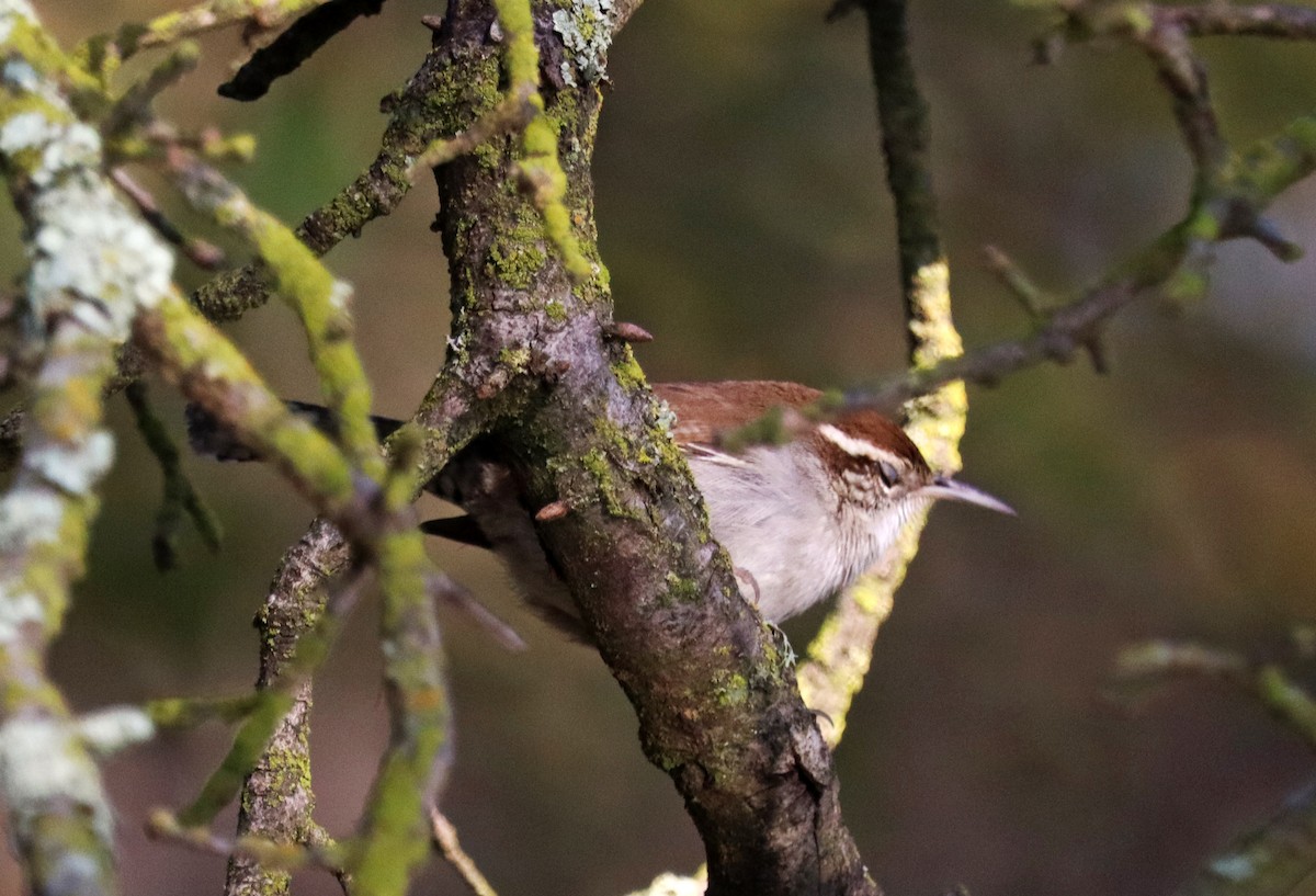 Bewick's Wren - ML628062586