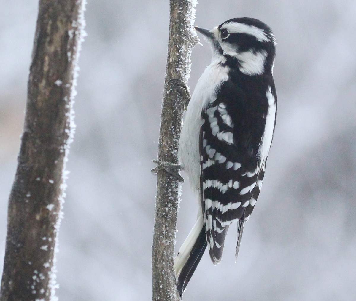 Downy Woodpecker - ML628062587