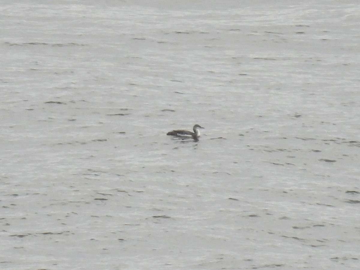 Pacific Loon - ML628062592