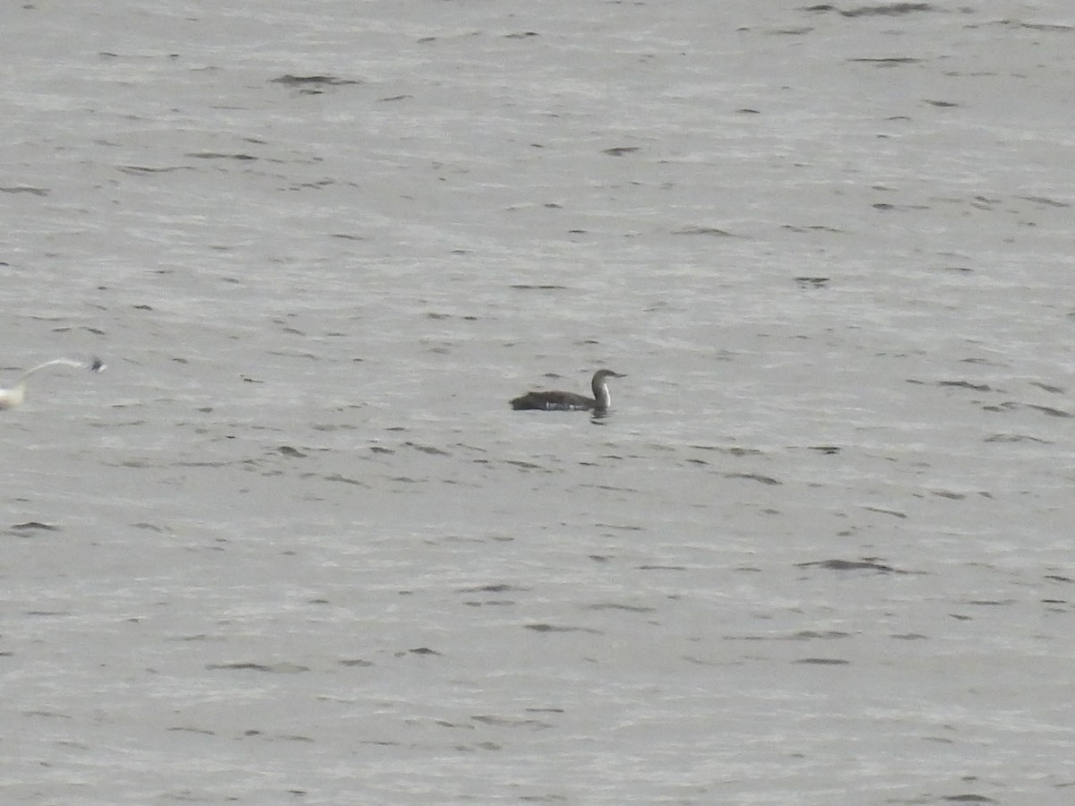 Pacific Loon - ML628062593