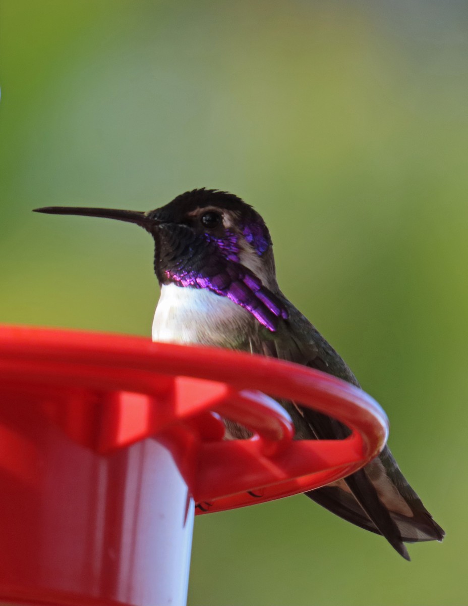 Costa's Hummingbird - ML628062628