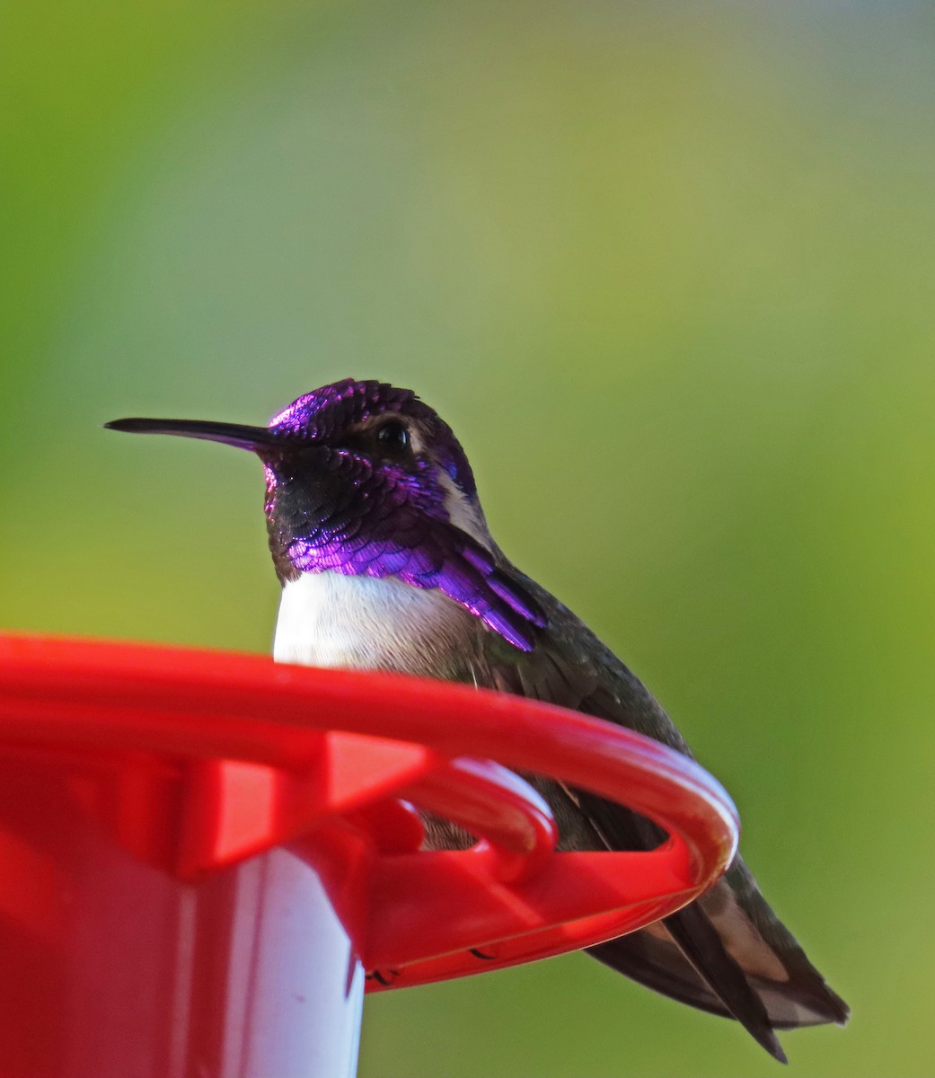 Costa's Hummingbird - ML628062644