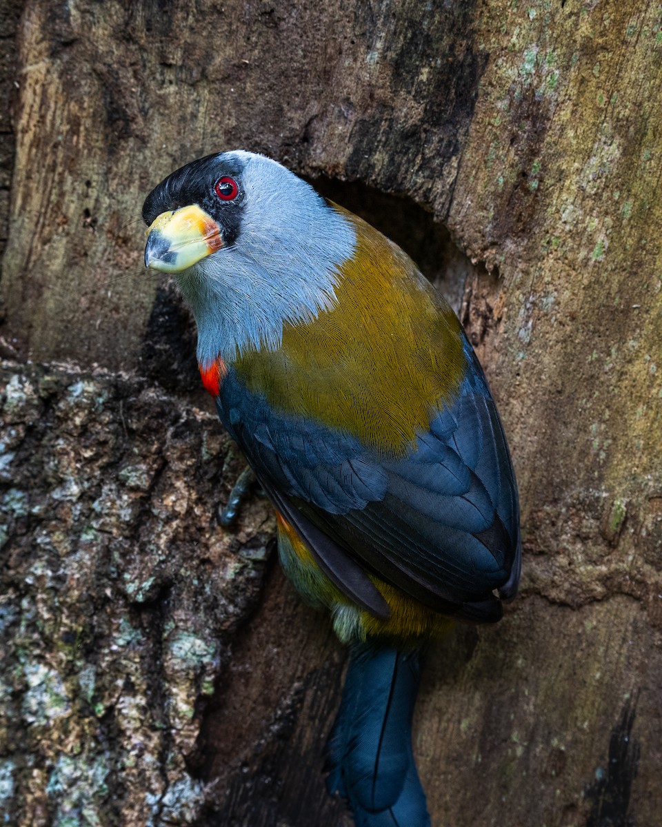 Toucan Barbet - ML628062646