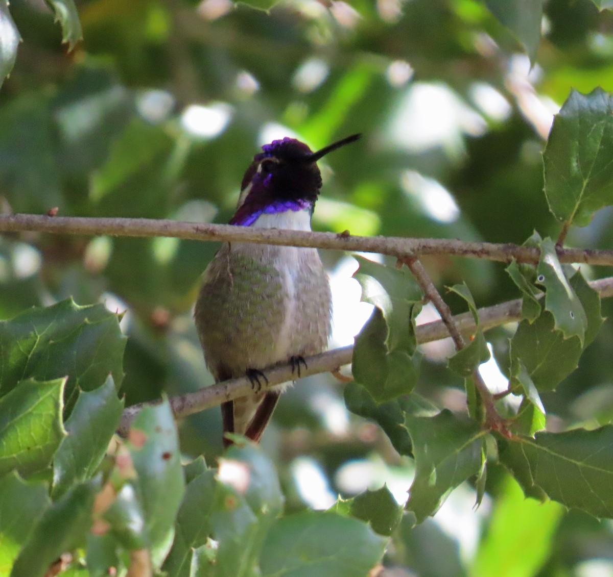 Costa's Hummingbird - ML628062648