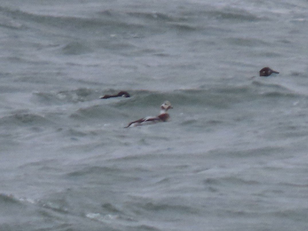 Long-tailed Duck - ML628062706