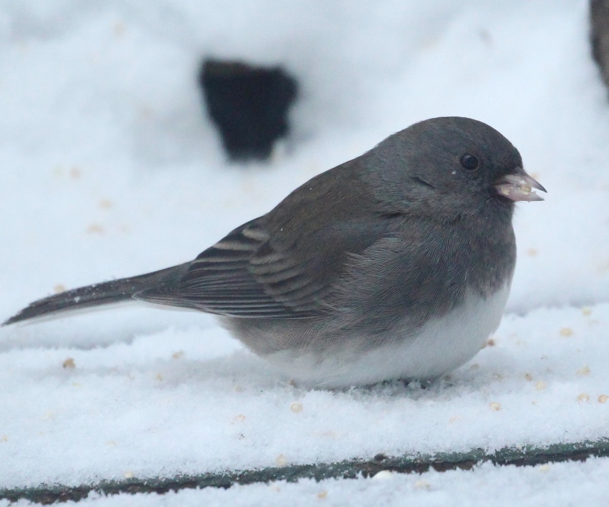 Junco ardoisé - ML628062727