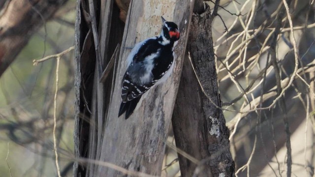 Hairy Woodpecker - ML628062852