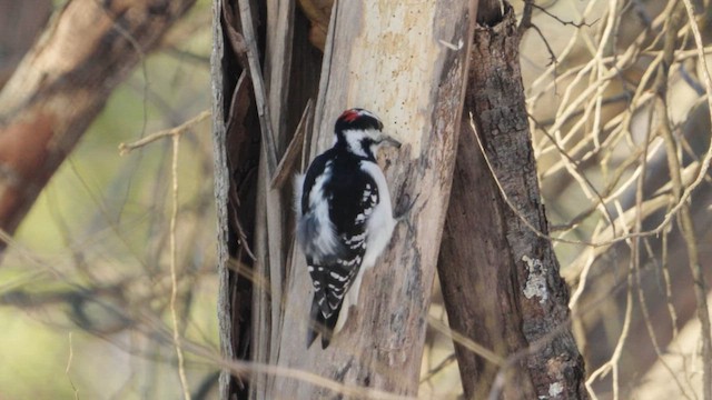 Hairy Woodpecker - ML628062858