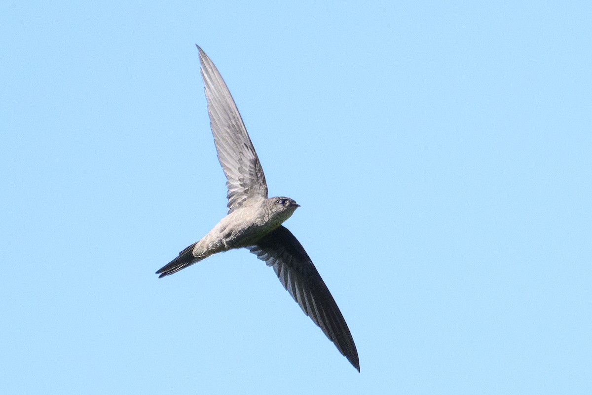 Asian Palm Swift - ML628062966