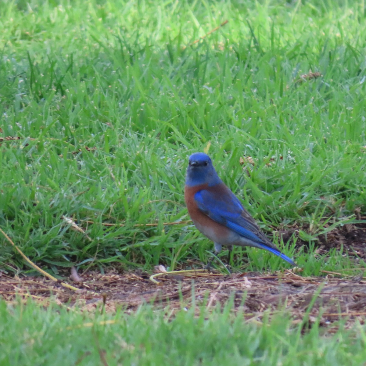 Western Bluebird - ML628062995