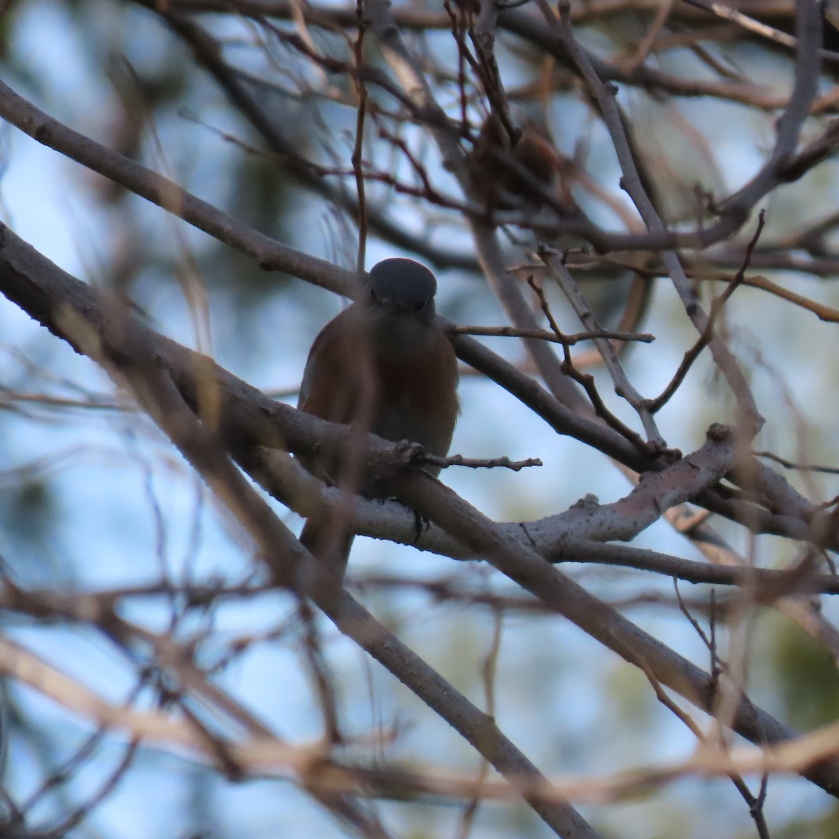 Western Bluebird - ML628062999