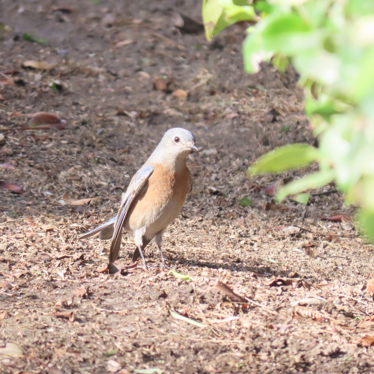 Western Bluebird - ML628063014