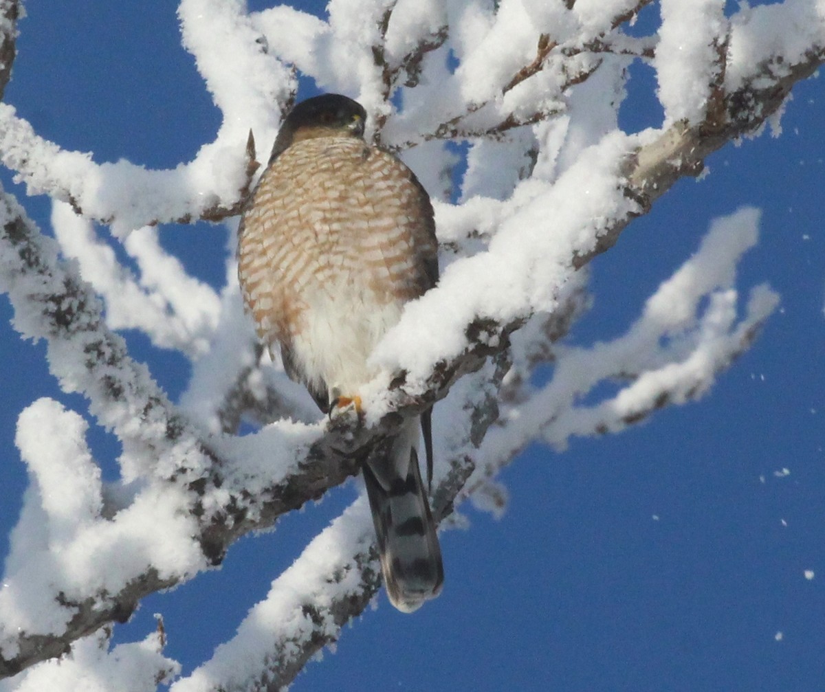 Sharp-shinned Hawk - ML628063039