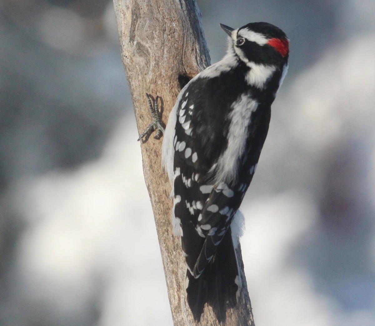 Downy Woodpecker - ML628063052