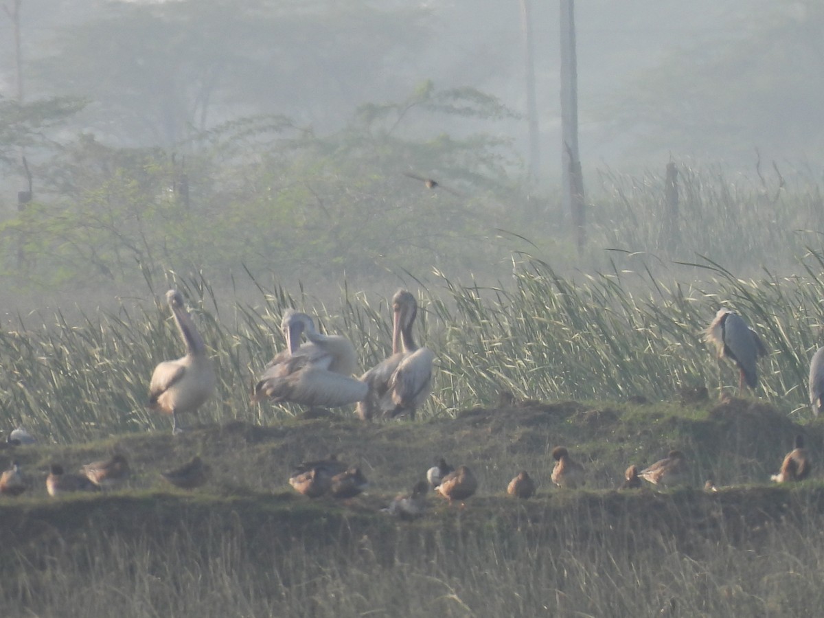 Spot-billed Pelican - ML628063115