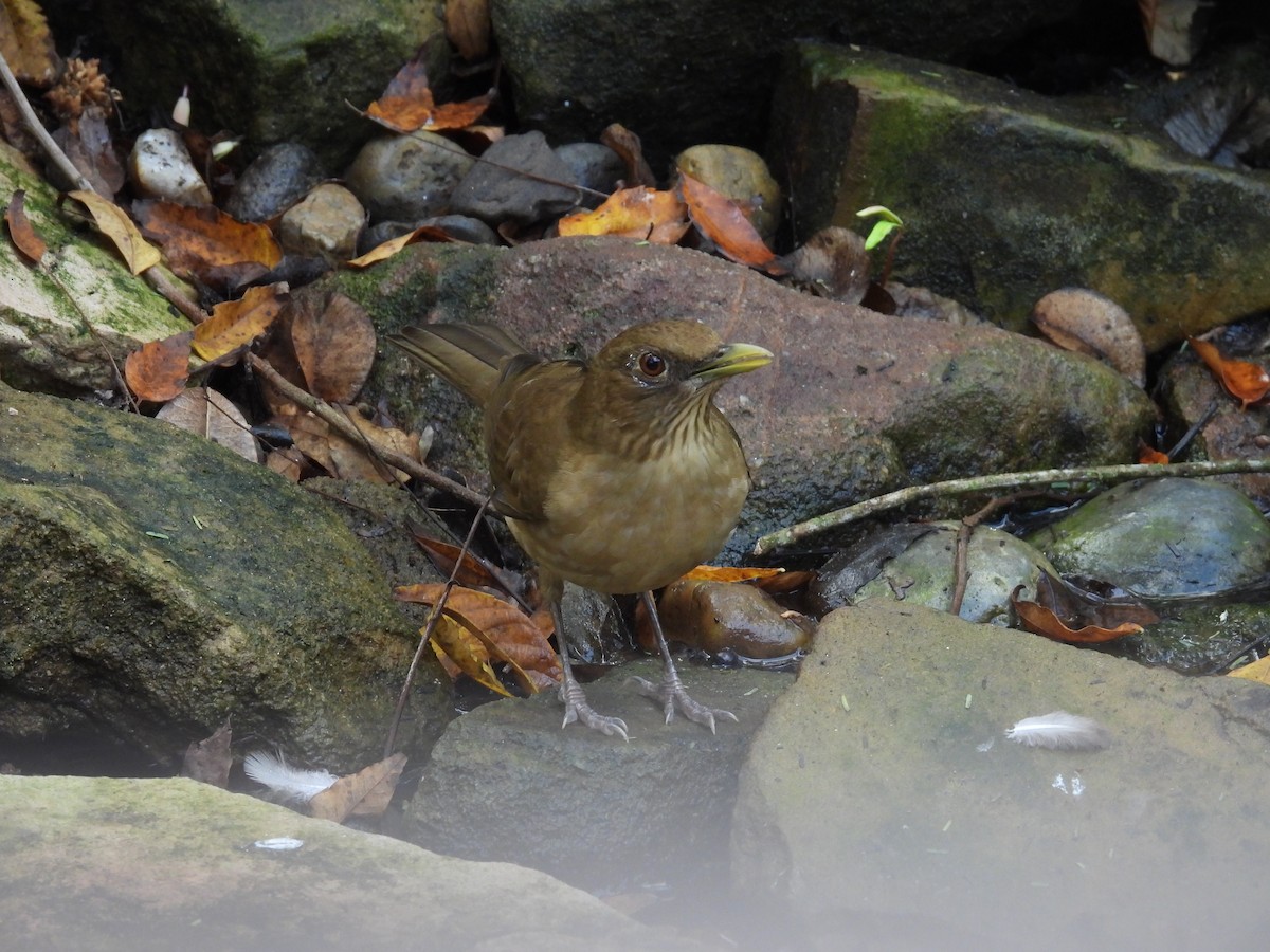 Clay-colored Thrush - ML628063156