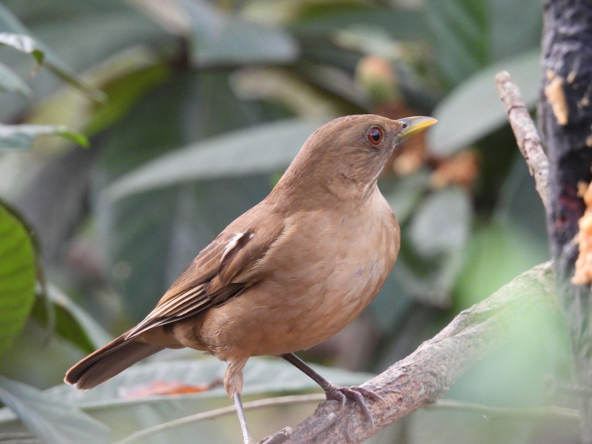 Clay-colored Thrush - ML628063159